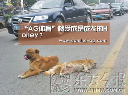 “AG体育”杨受成是成龙的Honey?(图1) AG下载